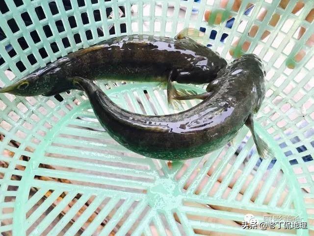 中国海鲜地图,中国海鲜最多地区