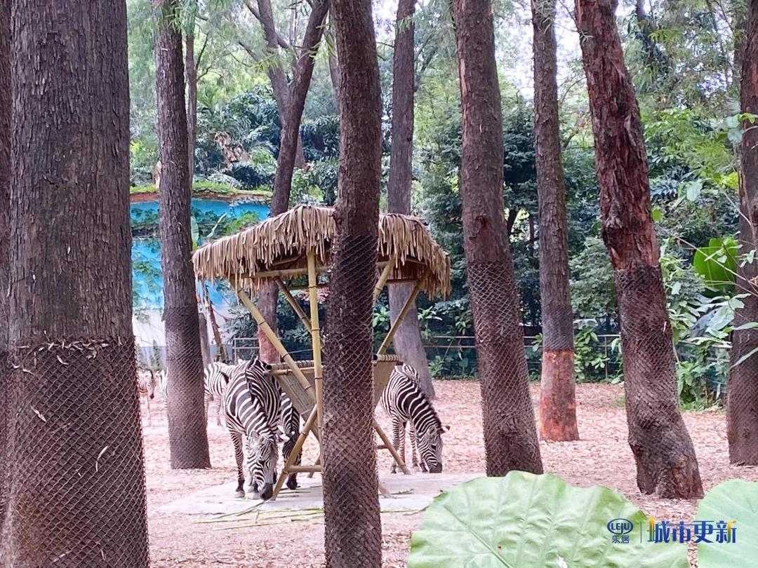 广州动物园什么时候搬迁,广州动物园搬迁