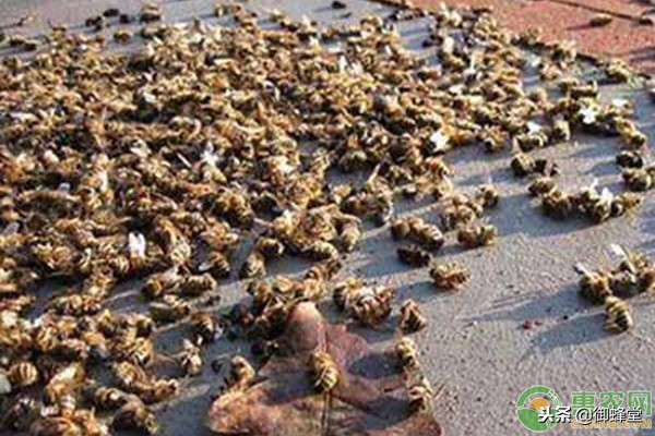 蜜蜂工蜂太多对蜂群有什么影响,蜜蜂的蜂箱已经满了怎么办