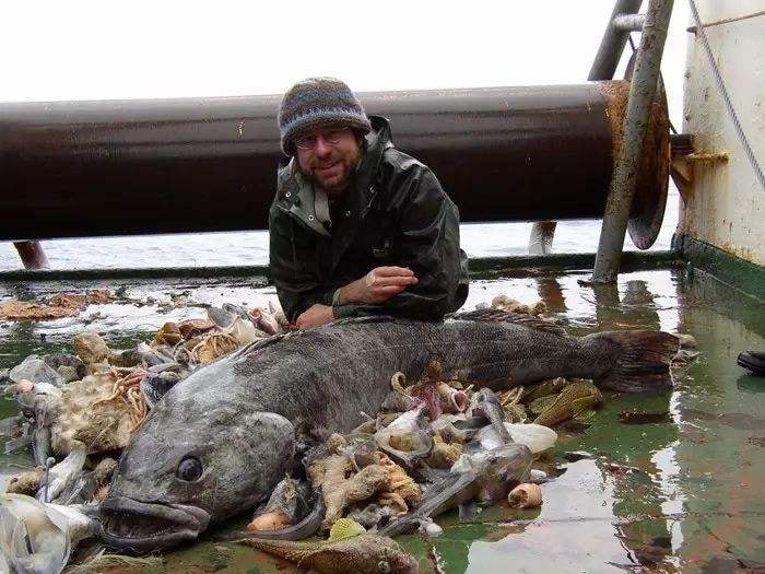 银鳕鱼智商税,银鳕鱼猫腻