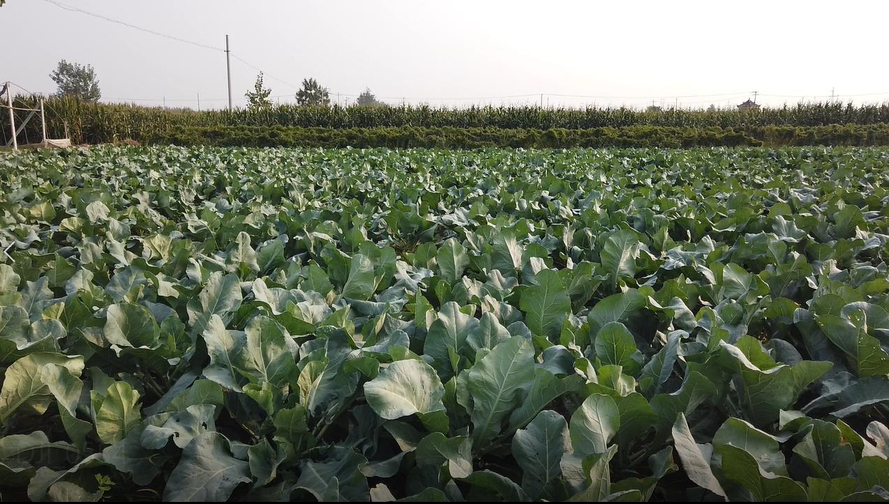 花菜地里害虫大爆发很难防？做好这2点，农户不再发愁