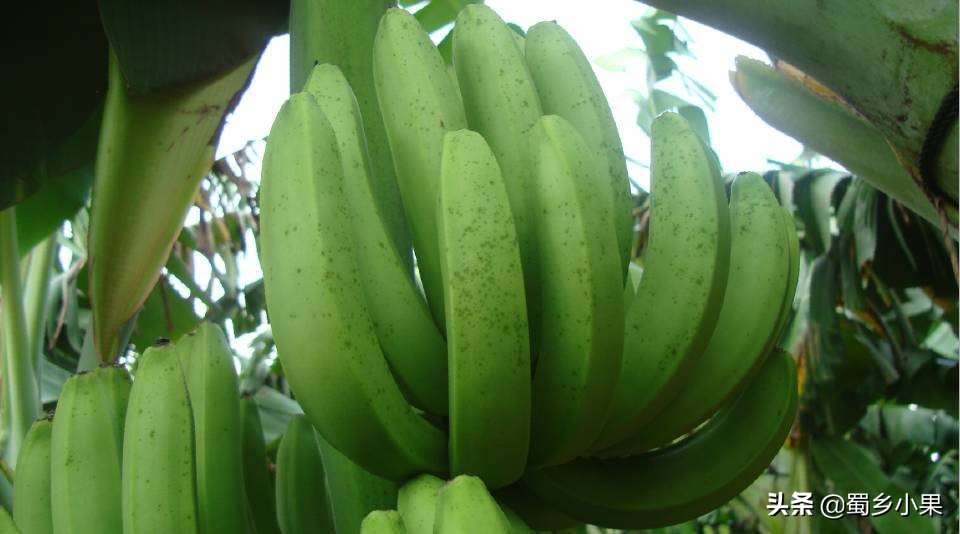 香蕉种植起黑点,香蕉苗长斑点是什么病