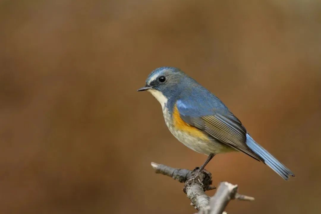 野外拍鸟用什么器材,拍鸟器材最佳配置