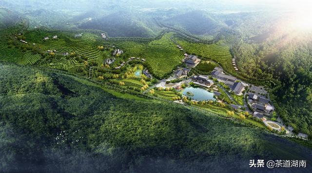 湘西黄金茶叶,湘西的黄金茶中国排名