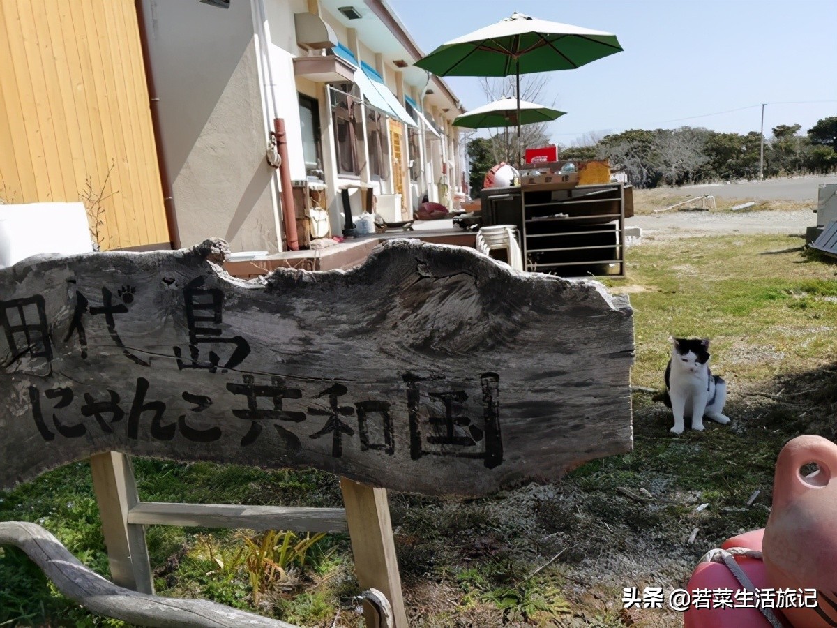 猫奴们都想去的圣地日本的猫岛,日本猫岛猫咪