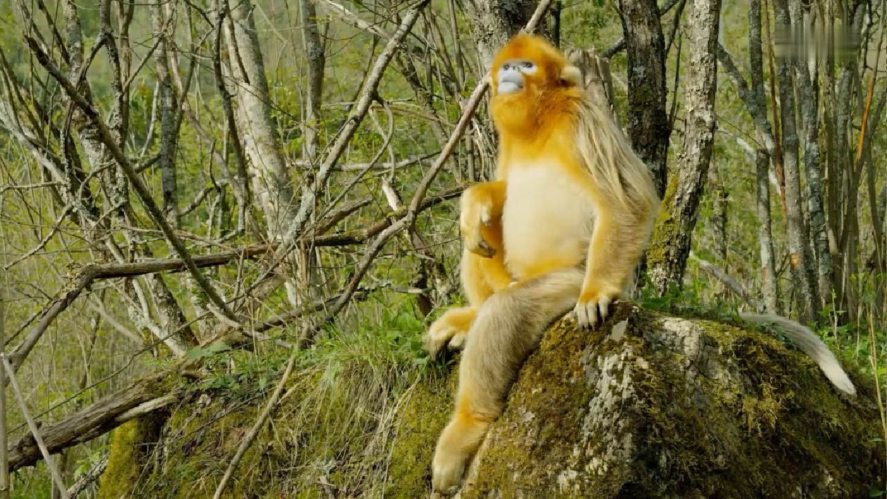 金丝猴妈妈会不会虐待宝宝,野生金丝猴带猴宝宝