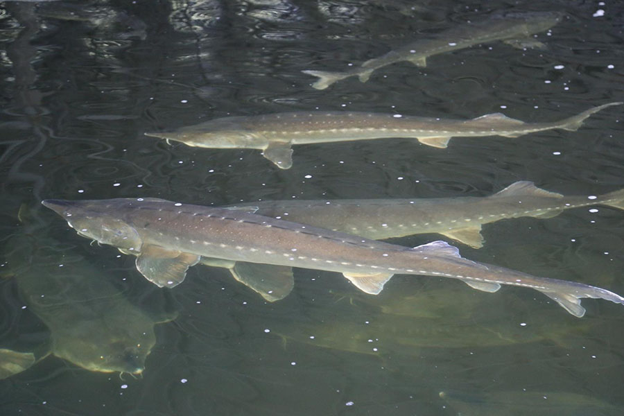 美味的鲟鱼怎么养殖,保持干净的水质,根据体重合理投喂