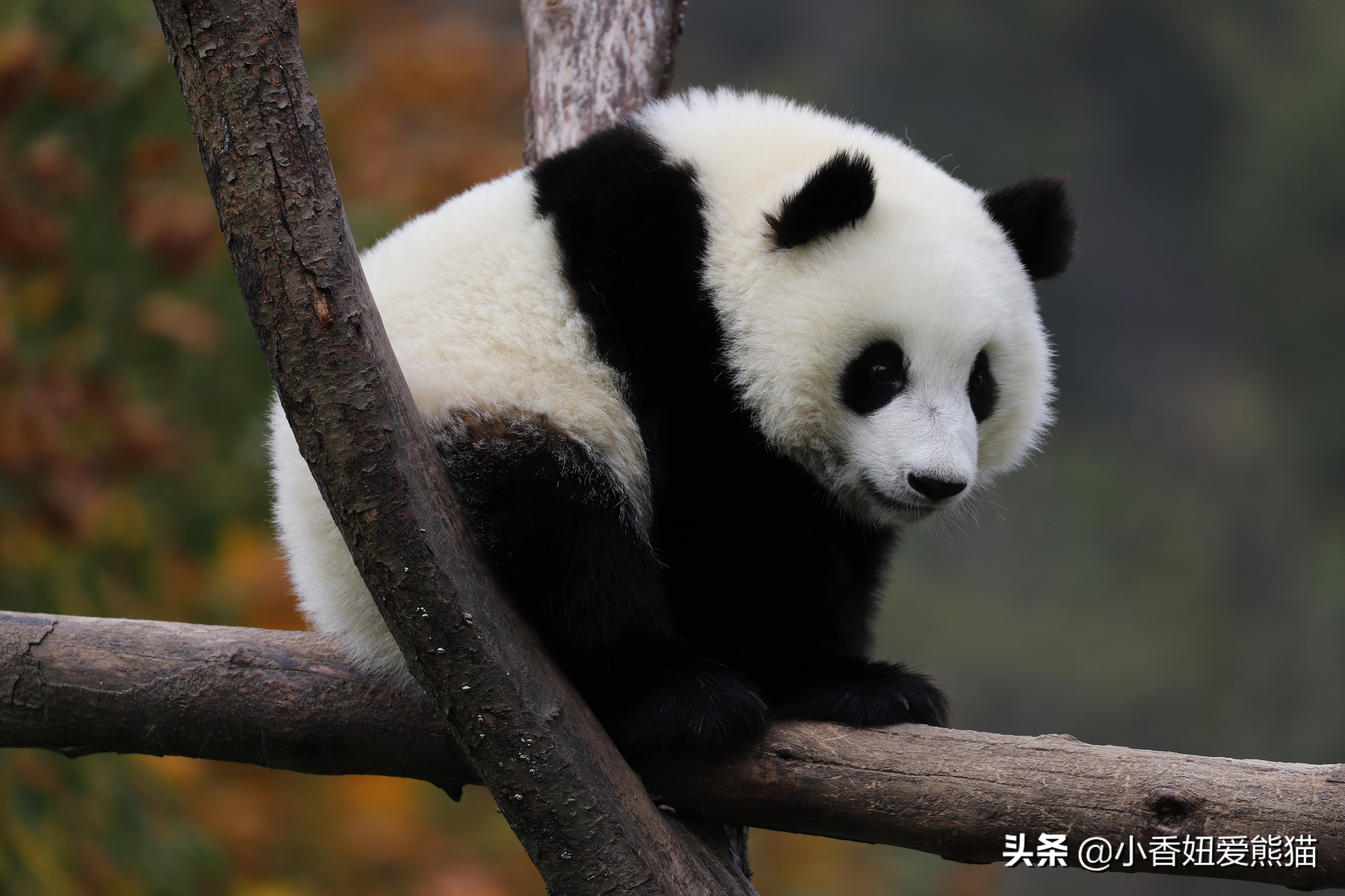 卧龙熊猫宝宝和宝力,卧龙熊猫基地熊猫宝宝