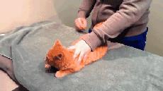 猫咪为什么老是揍主人,猫咪为什么揍年轻人