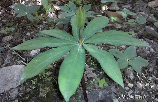 重楼根腐病最有效的防治方法,重楼烂叶病和烂杆病要用什么药