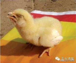 鸡张嘴呼吸还带有呼噜用什么药,鸡张嘴呼噜的特效药