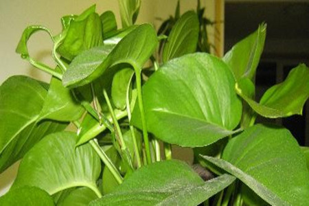 刚装修好的房子放绿萝叶子发黄,绿萝叶子发黄怎么办用什么肥料