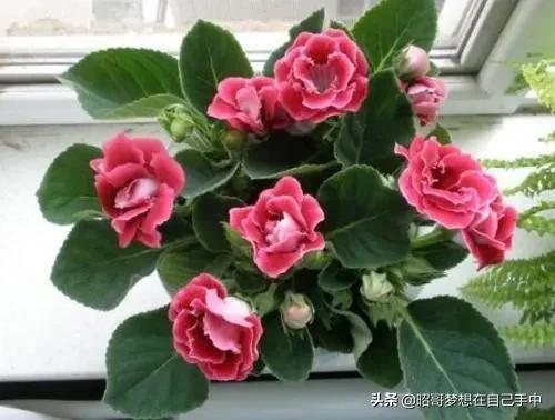 这3种花冬天公认难养,最不怕浇水的5种花