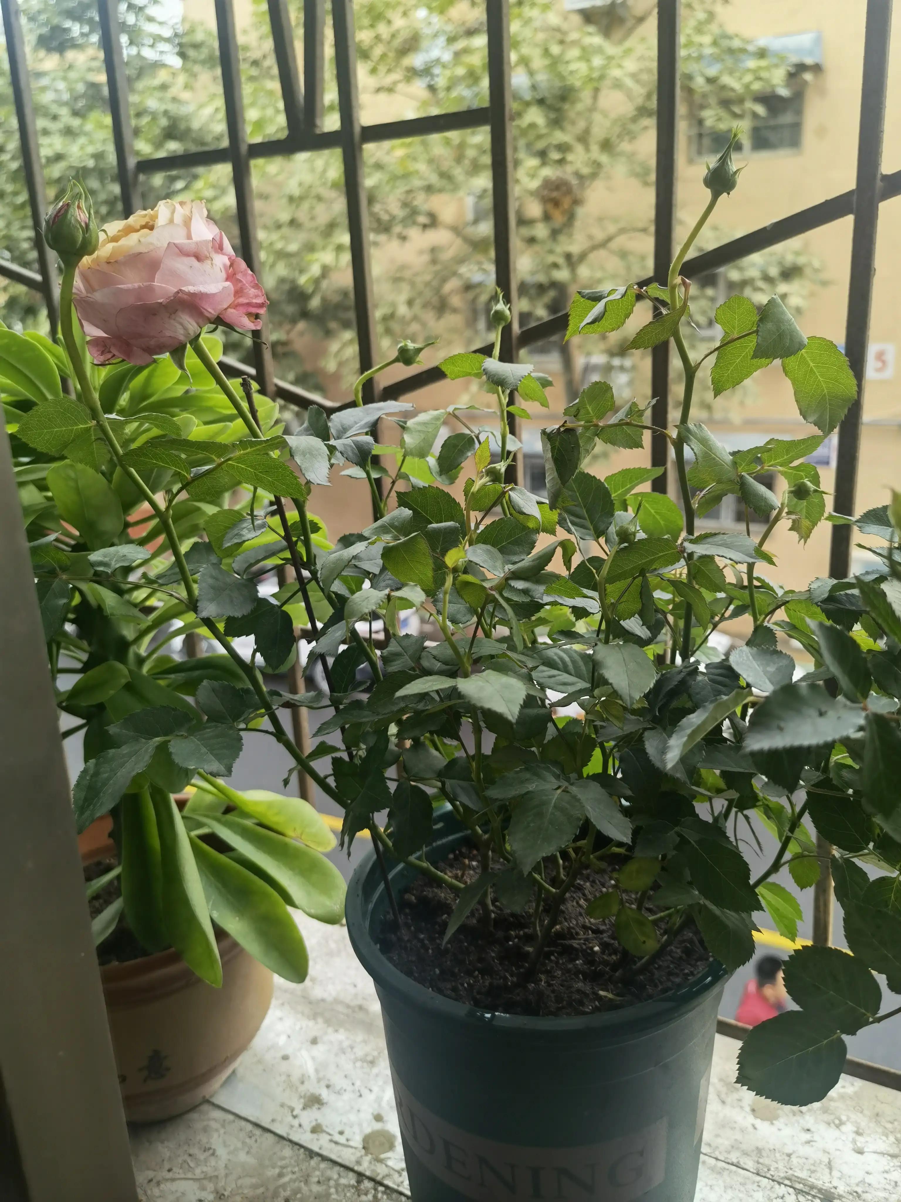 月季怎么买靠谱,月季开箱