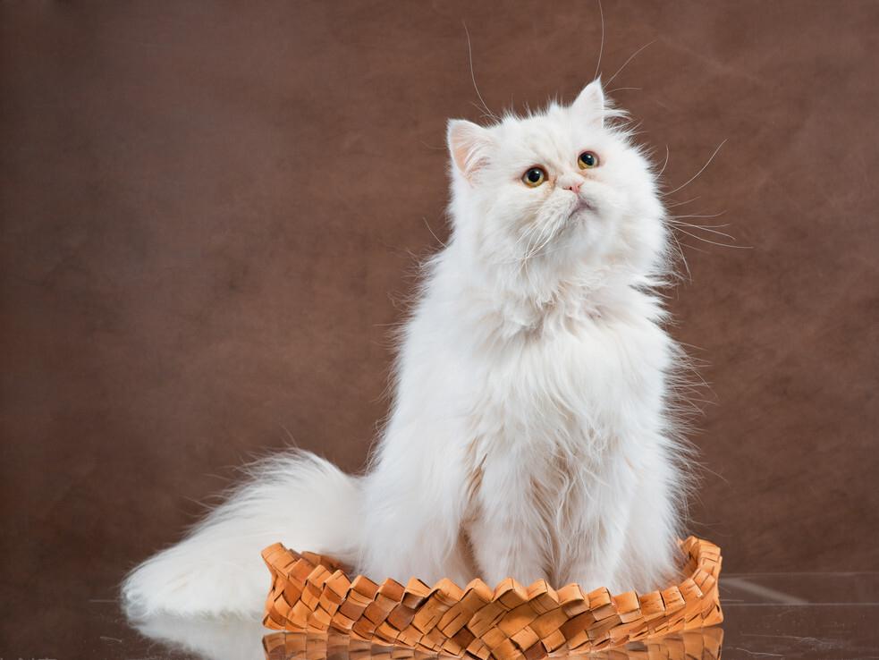 为什么养“波斯猫”的人，越来越少，看看它这7个缺点