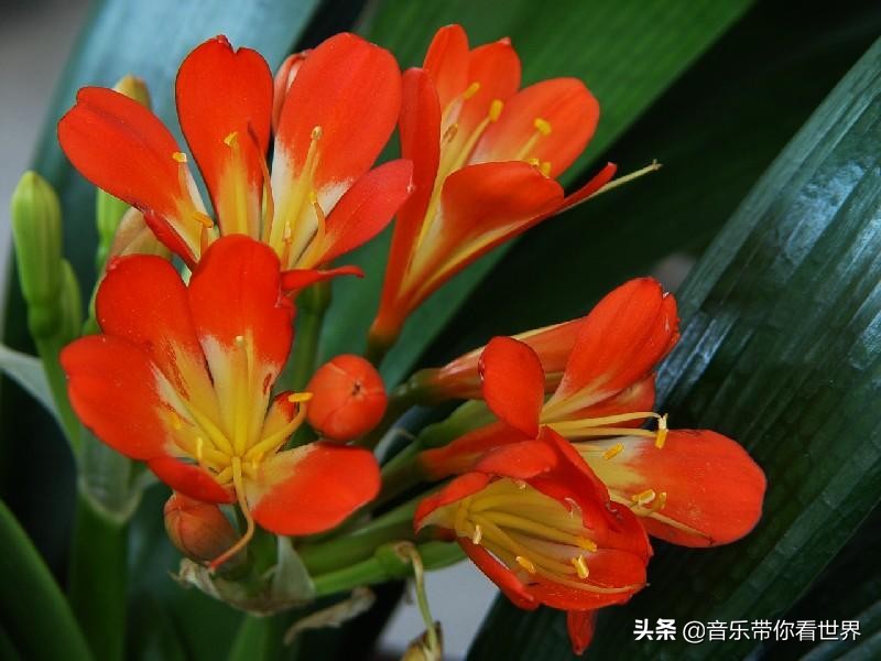 中国各城市市花图片简介,各个城市的市花有哪些