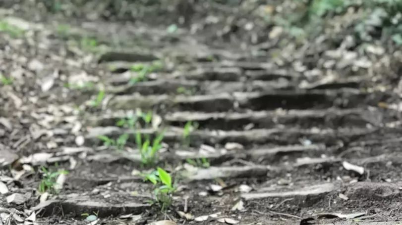 【鑫富纪实】国医院士″李兰娟