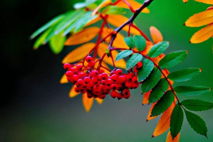 红豆是种子吗还是果实,红豆相思豆长什么样