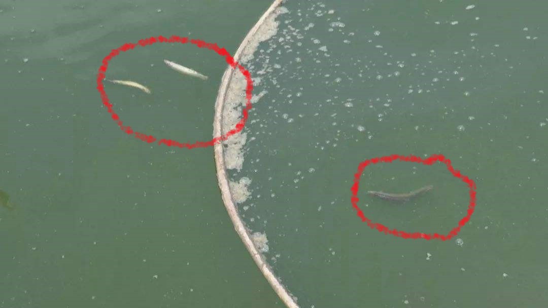 路亚怎么样才能在自然水域钓上鱼,路亚到底怎么样才能钓到鱼