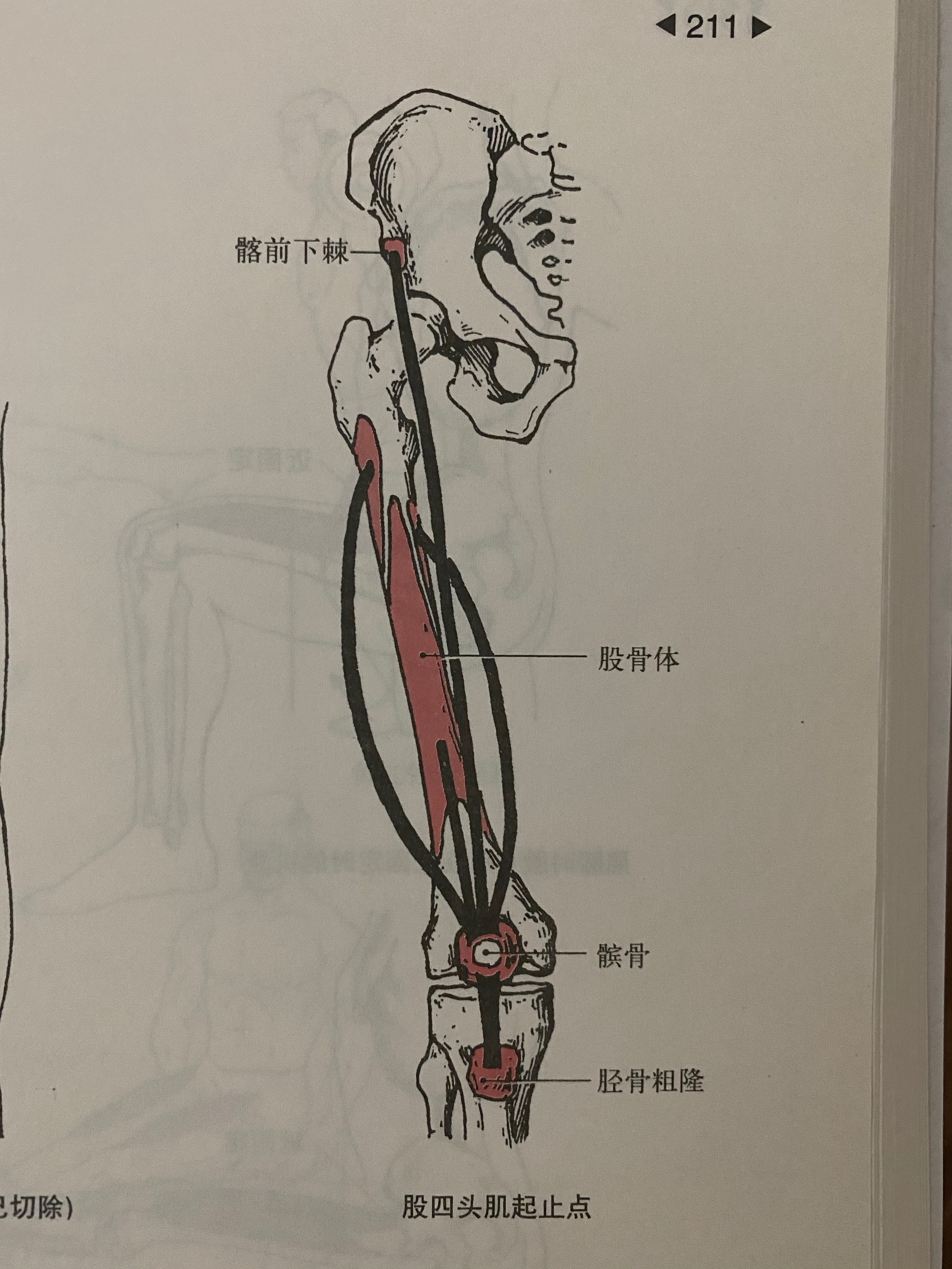 跳绳后膝盖后面的一整根筋疼,跳绳膝盖疼痛吃什么药