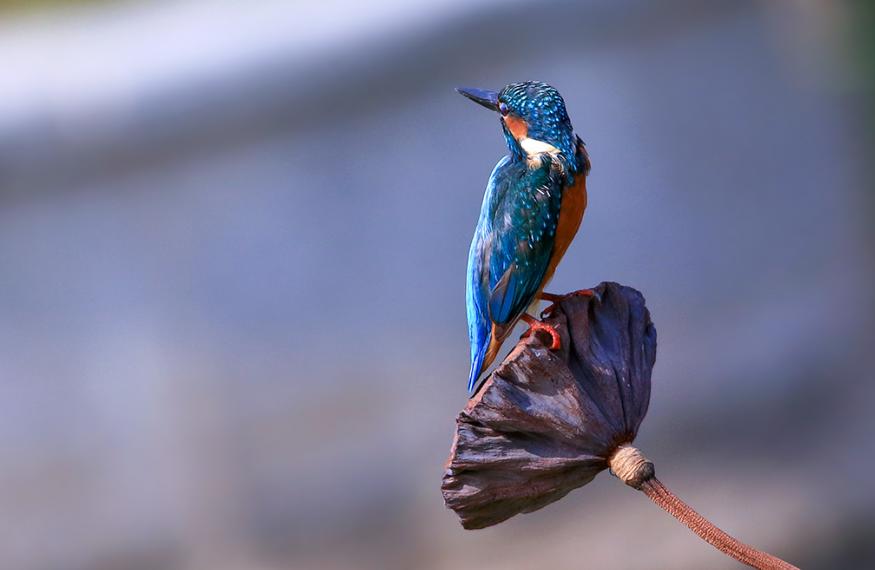 描写枯荷的诗词,关于枯荷诗句