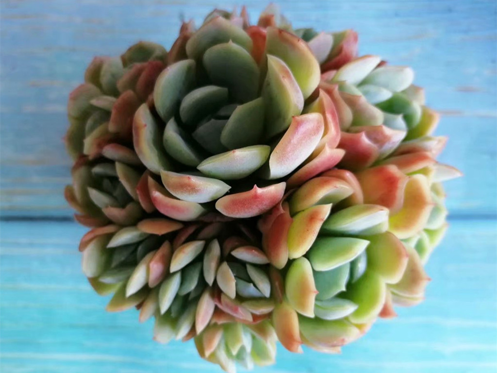 多肉浇水后叶片发软是怎么回事,刚栽的多肉叶片发软怎么办