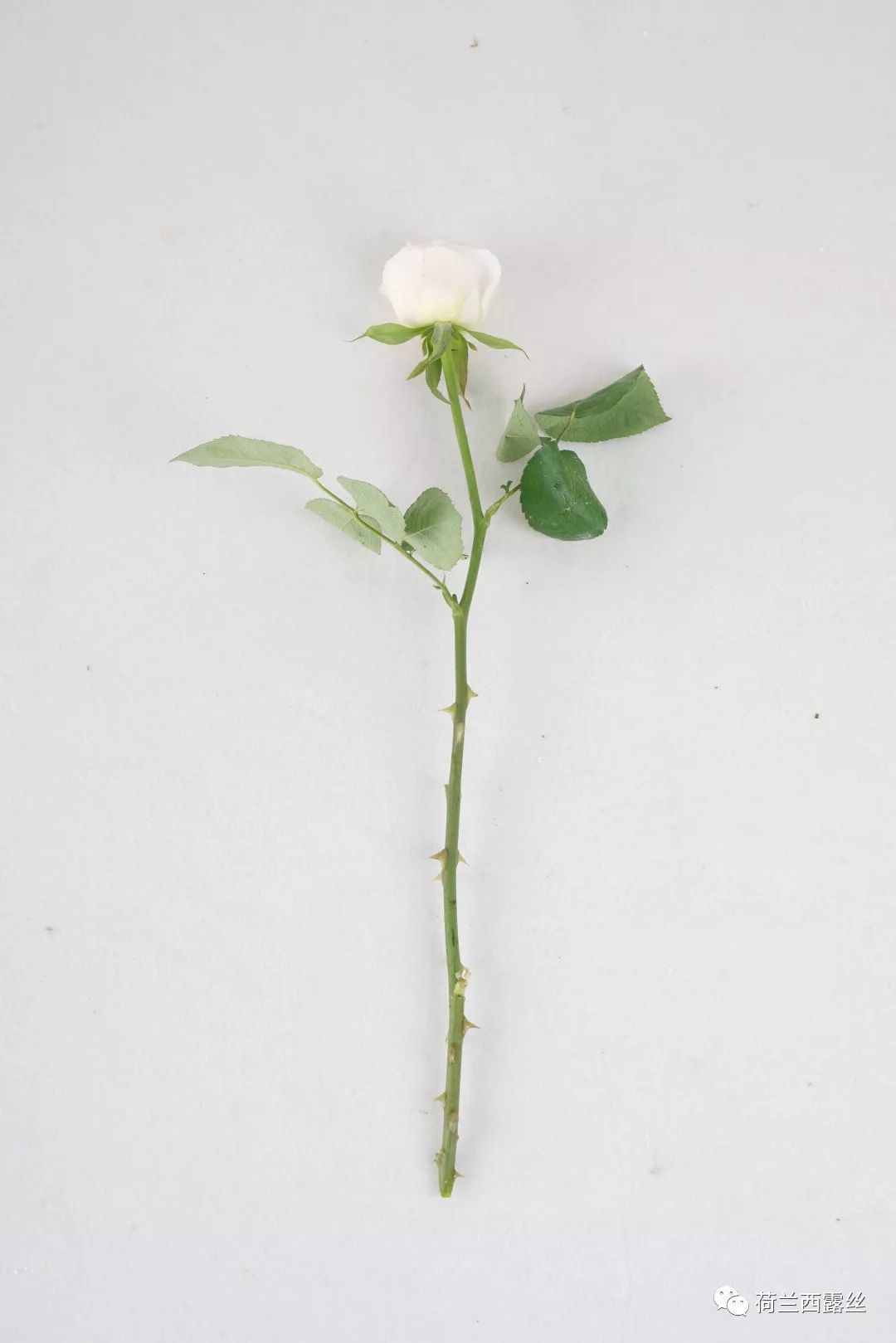 古代的四大美人的名字,古代四大美人中有羞花之称的是谁