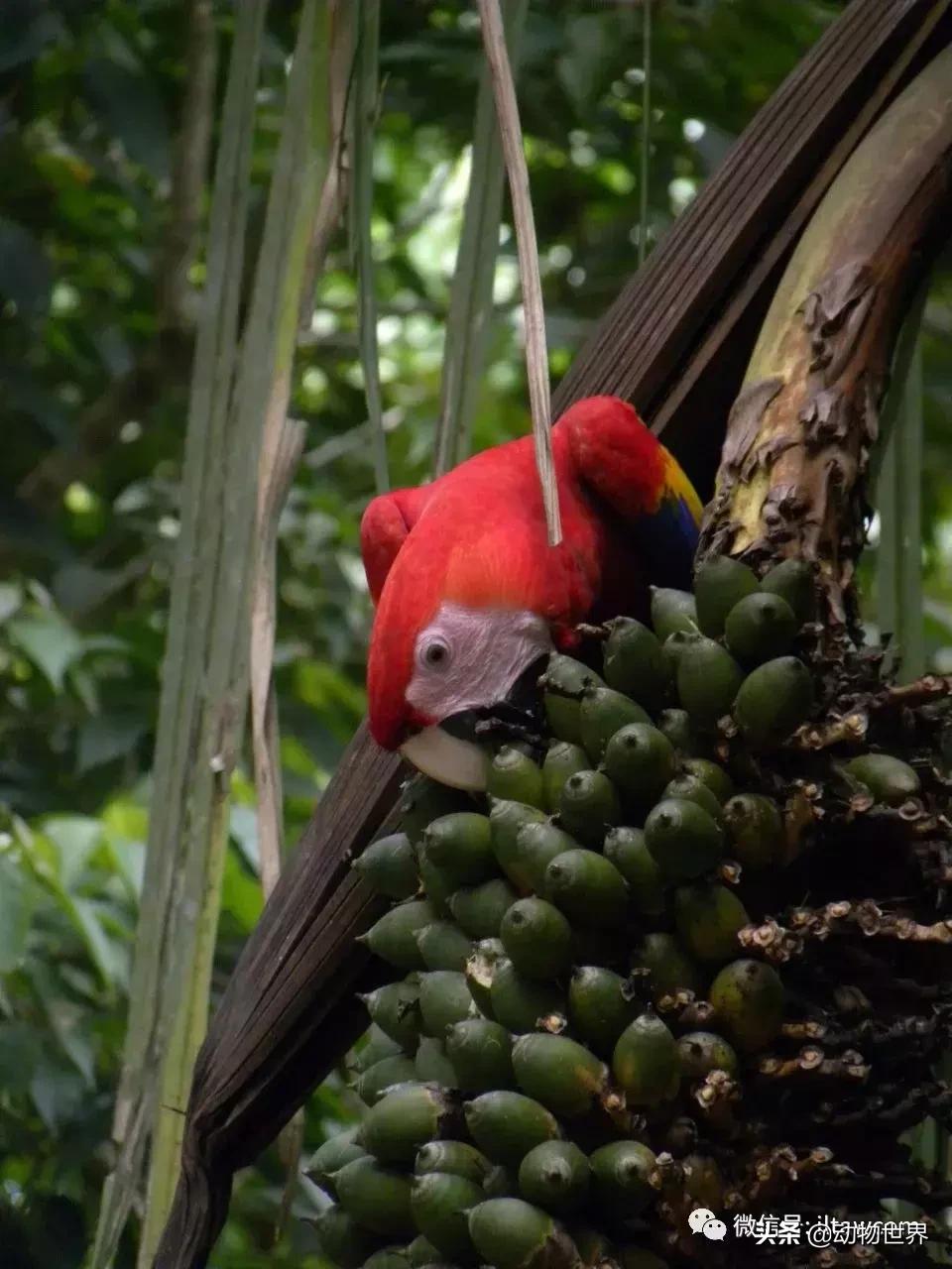 飞翔的彩虹鸟,飞翔的鹦鹉绿幕素材
