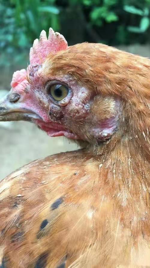 鸡眼肿流眼泪怎么回事,鸡眼肿是什么原因