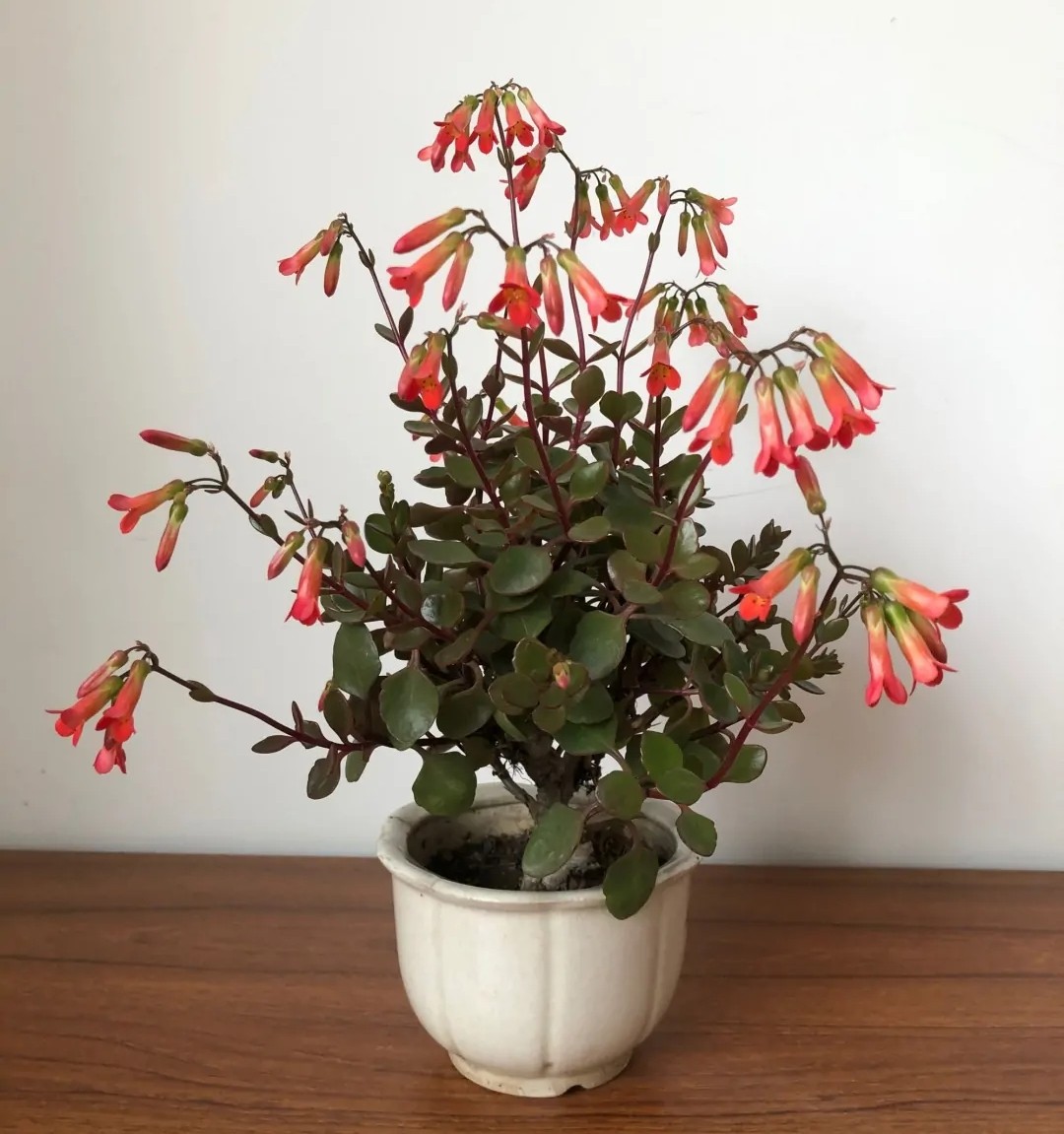 长寿花单瓣品种大全,长寿花100种颜色图片