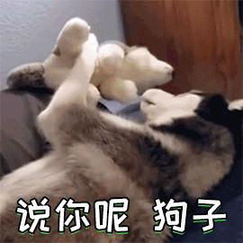 别再说笼养狗狗不好了,小恶魔萨摩耶