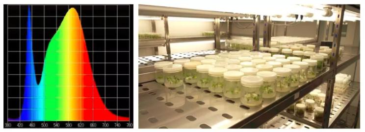 植物生长箱的应用,植物生长箱选择