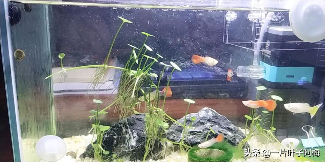 鱼缸不一定只能养鱼，养不活的花丢鱼缸里，沾水立马就疯长