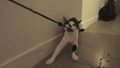 猫咪也要常晒太阳,猫咪也要瑜伽晨练吗