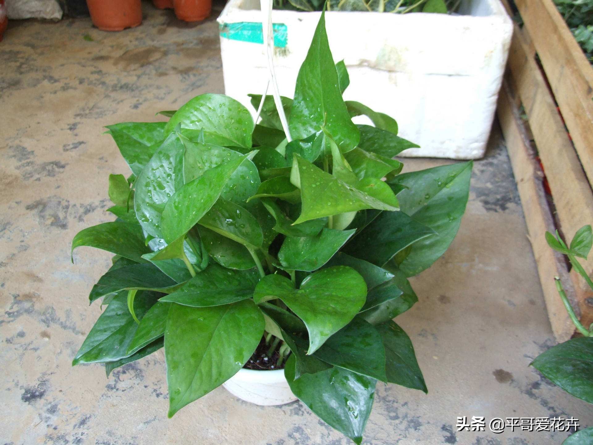 吸甲醛最好的3种花,什么花可以净化空气吸收甲醛