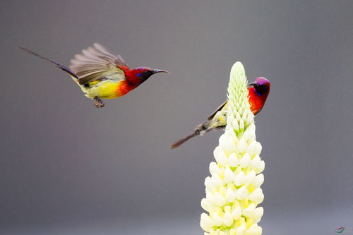 金沙遗址太阳鸟图片,叉尾太阳鸟图片大全