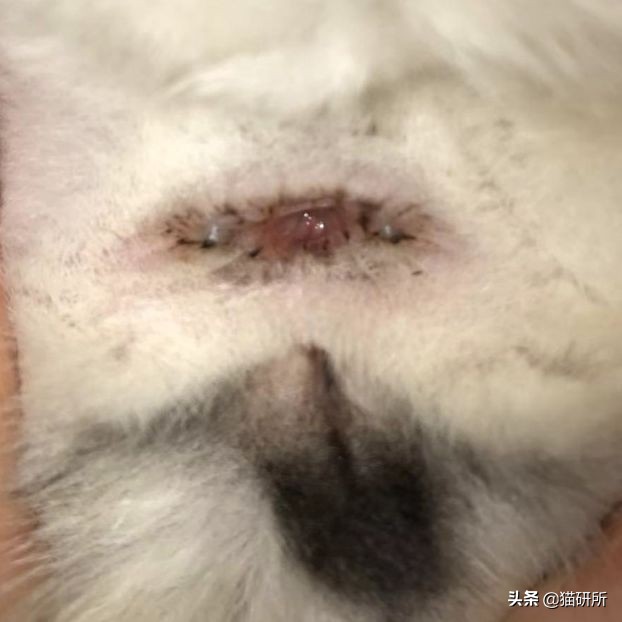 每天15分钟,医生手把手教你做17项猫咪全身检查