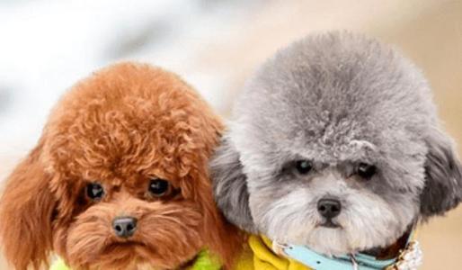 不容易掉毛无体味的小型犬,掉毛少体味小的中小型犬