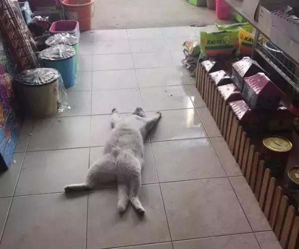 香港这家便利店的店长,靠着腮帮子走红了