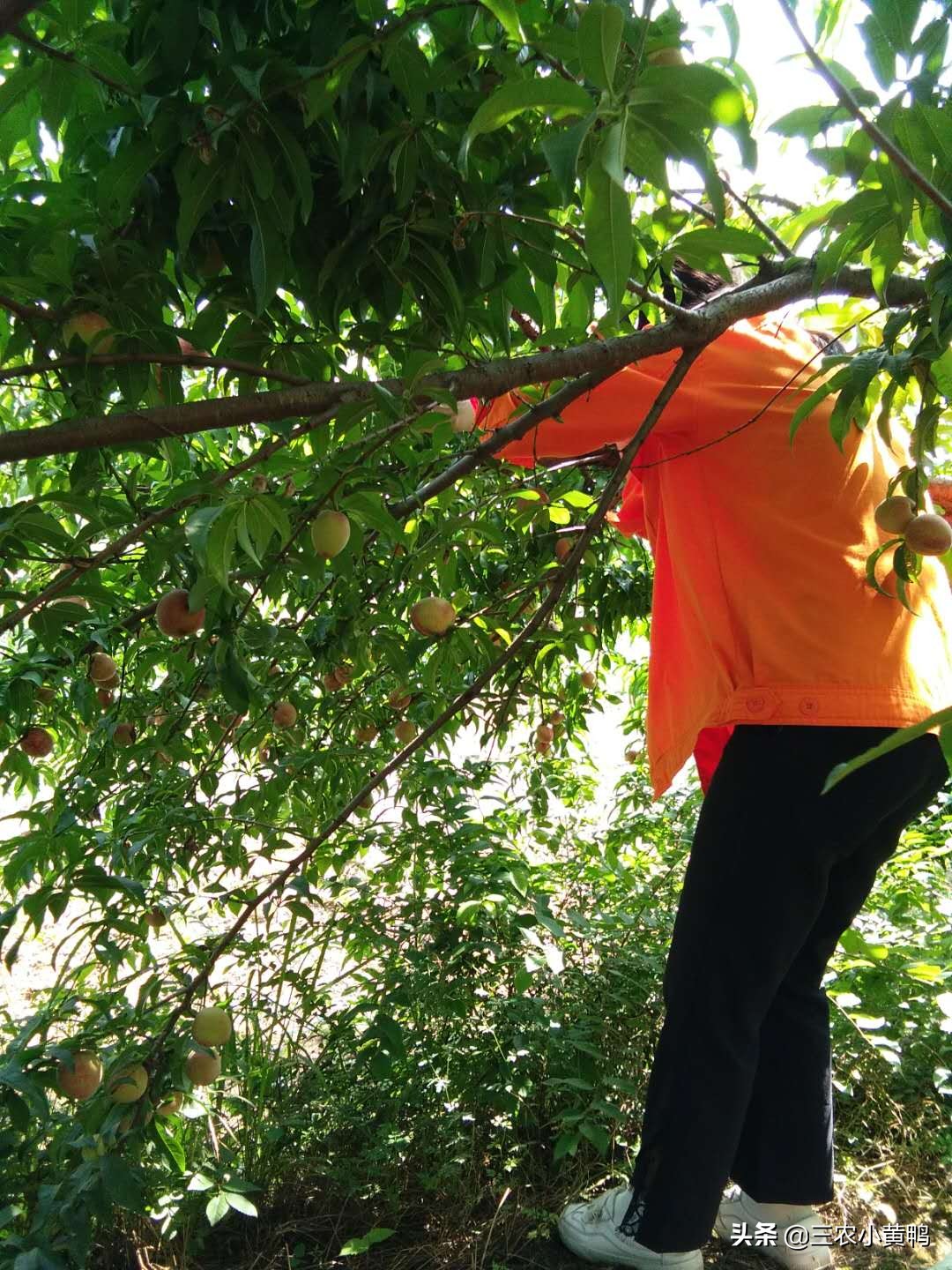 论农民自家桃子摆地摊,农民摆地摊靠谱吗?我是不想摆地摊了,亏