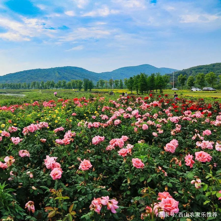 苏州西山免费打卡,苏州西山区网红打卡圣地图片