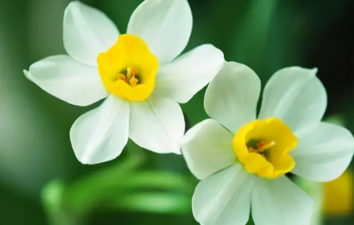 国花之争将尘埃落定,国花之争