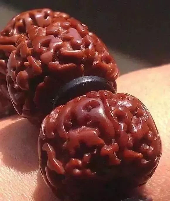 金刚菩提断齿对身体有影响吗,盘玩金刚相互碰撞会不会断齿