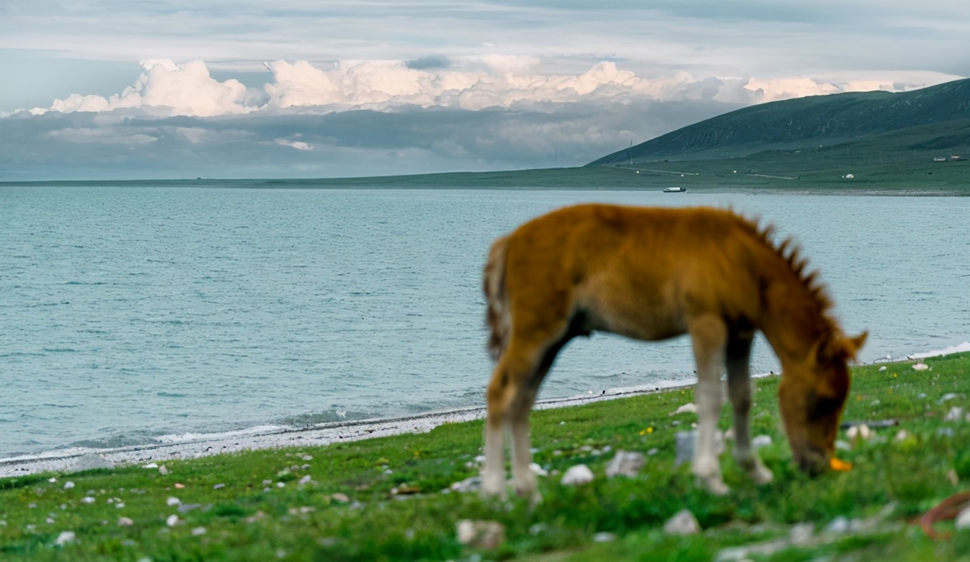 七八月份青海湖旅游攻略图集大全,青海湖7月攻略