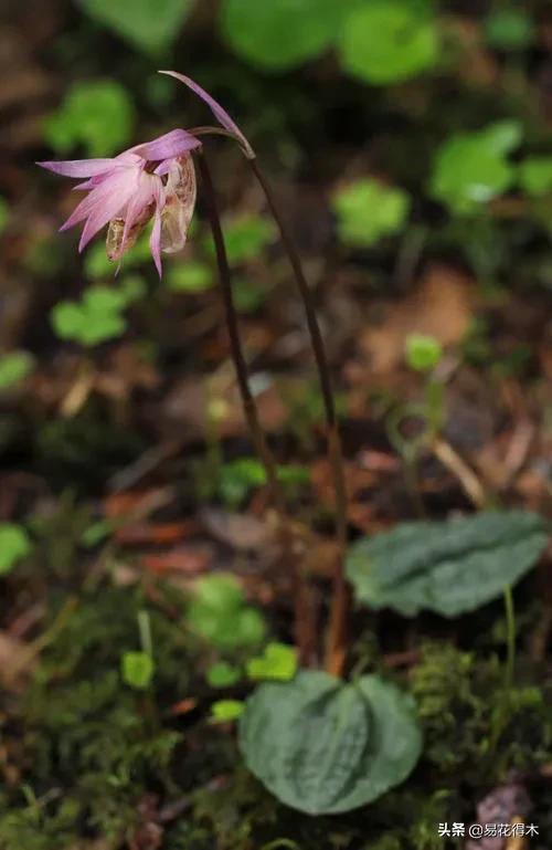 布袋兰花品种图片大全,我国特有的单种属珍稀濒危兰花