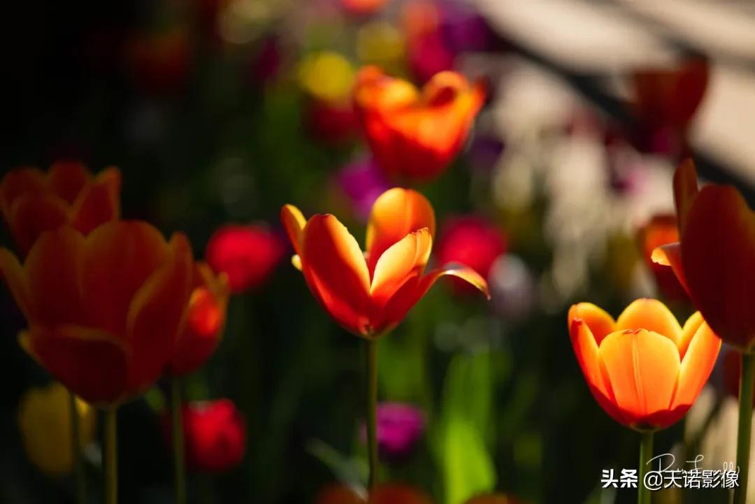 徕卡sl2是全画幅的嘛,徕卡sl2-s网友点评