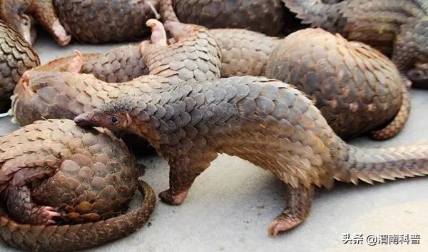 这次规定什么野生动物不能吃,国家明令禁食禁养动物名单