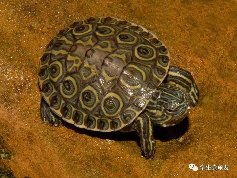 真假李逵——我们买到的“大河甜甜圈”是何许龟也？