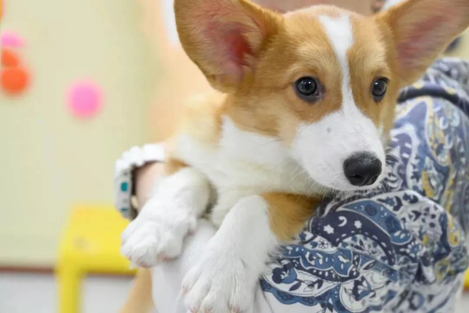 吸屁屁,短腿大耳肉嘟嘟,这家店进去就出不来了…