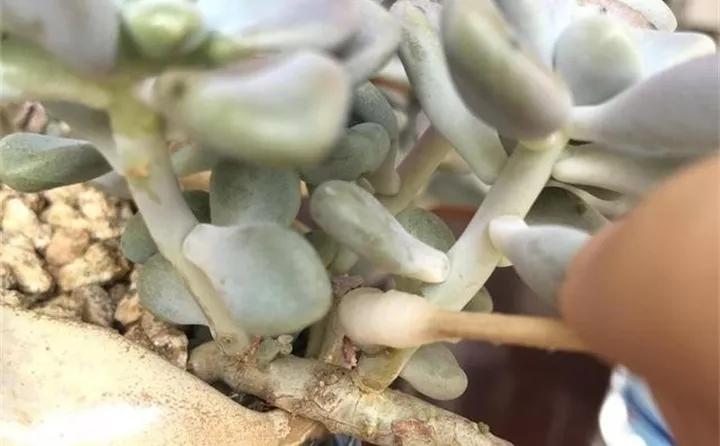 养花的虫害分类及防治,养花如何预防虫害视频教程